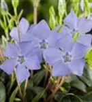 Kleinblättr.Immergrün - Vinca minor