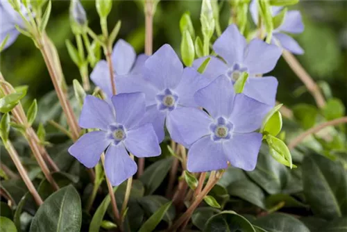 Kleinblättr.Immergrün - Vinca minor