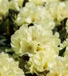 Rhododendron-Hybride 'Goldinetta' -R- - Rhododendron Hybr.'Goldinetta' -R- IV