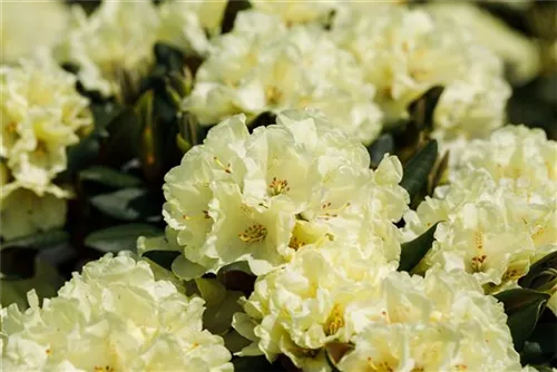 Rhododendron-Hybride 'Goldinetta' -R- - Rhododendron Hybr.'Goldinetta' -R- IV