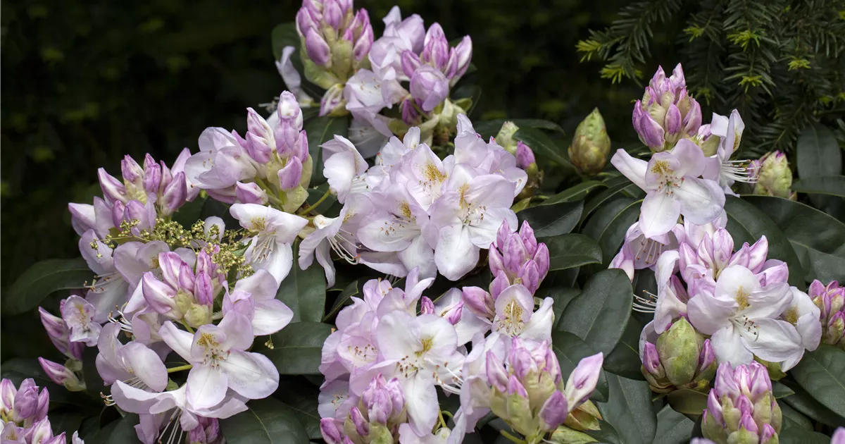Rhododendron Hybr.'Gomer Waterer' II, Rhododendron-Hybride 'Gomer Waterer'  - Semper Verde Pflanzenzentrum Ullmer GbR