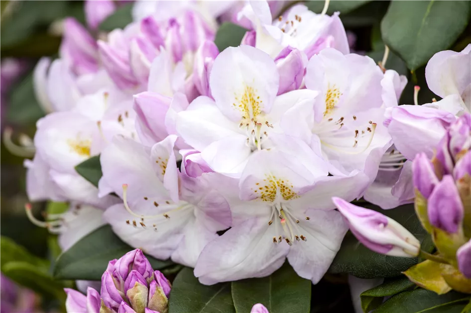 Rhododendron Hybr.'Gomer Waterer' II, Rhododendron-Hybride 'Gomer Waterer'  - Semper Verde Pflanzenzentrum Ullmer GbR