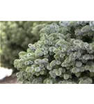 Sitkafichte 'Silberzwerg' - Picea sitchensis 'Silberzwerg'