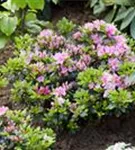 Japanische Azalee 'Kermesina Rose' - Rhododendron obt.'Kermesina Rose' II