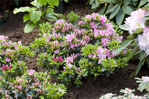Japanische Azalee 'Kermesina Rose' - Rhododendron obt.'Kermesina Rose' II