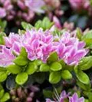 Japanische Azalee 'Kermesina Rose' - Rhododendron obt.'Kermesina Rose' II