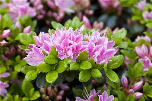 Japanische Azalee 'Kermesina Rose' - Rhododendron obt.'Kermesina Rose' II