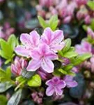 Japanische Azalee 'Kermesina Rose' - Rhododendron obt.'Kermesina Rose' II