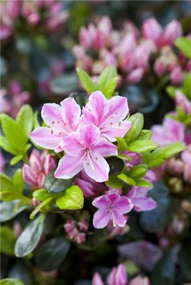 Japanische Azalee 'Kermesina Rose' - Rhododendron obt.'Kermesina Rose' II