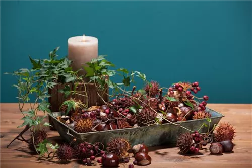 Rosskastanie - Aesculus hippocastanum