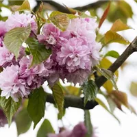 Für jeden Platz die richtige Zierkirsche