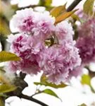 Japan.Nelkenkirsche 'Kanzan' - Prunus serrulata 'Kanzan' CAC - Baum
