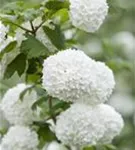 Gewöhnlicher Schneeball 'Roseum' - Viburnum opulus 'Roseum' - Wildgehölze