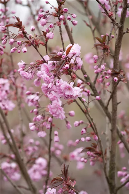 Prunus serrulata 'Royal Burgundy' -R-, Japan.Nelkenkirsche 'Royal Burgundy'  - Semper Verde Pflanzenzentrum Ullmer GbR