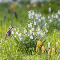 Die Auswahl der Blumenzwiebeln
