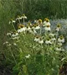 Garten-Scheinsonnenhut - Echinacea purpurea 'Alba'