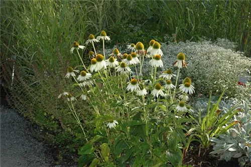 Garten-Scheinsonnenhut - Echinacea purpurea 'Alba'