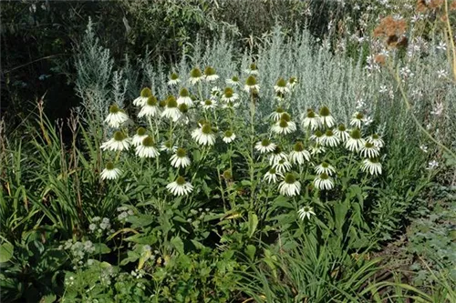 Garten-Scheinsonnenhut - Echinacea purpurea 'Alba'