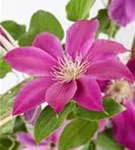 Waldrebe 'Comtesse de Bouchaud' - Clematis 'Comtesse de Bouchaud'