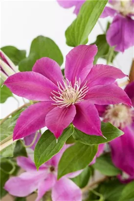 Waldrebe 'Comtesse de Bouchaud' - Clematis 'Comtesse de Bouchaud'