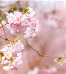 Frühe Zierkirsche 'Accolade' - Prunus subhirtella 'Accolade' CAC - Baum