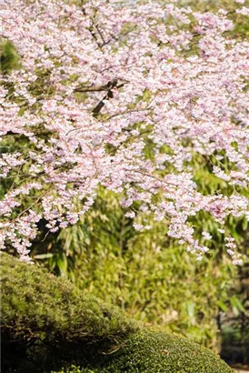 Frühe Zierkirsche 'Accolade' - Prunus subhirtella 'Accolade' CAC - Baum