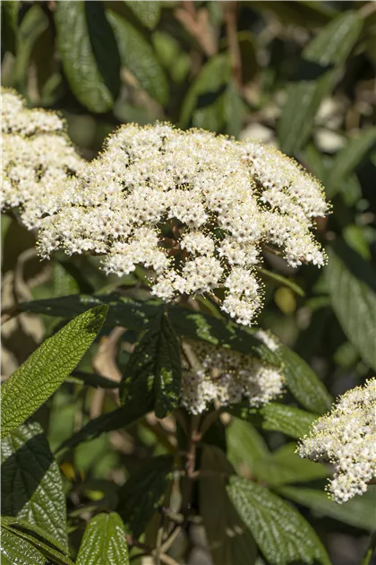 Viburnum rhytidophyllum, Immergr.Zungen-Schneeball - Semper Verde  Pflanzenzentrum Ullmer GbR