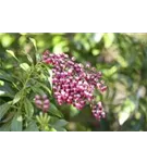 Japanische Lavendelheide 'Polar Passion' - Pieris japonica 'Polar Passion'