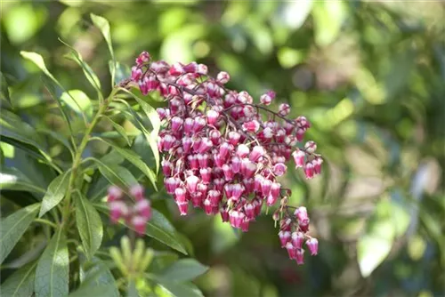 Japanische Lavendelheide 'Polar Passion' - Pieris japonica 'Polar Passion'