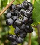 Weintraube - Vitis vinifera