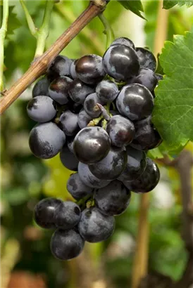 Weintraube - Vitis vinifera