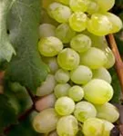 Weintraube - Vitis vinifera