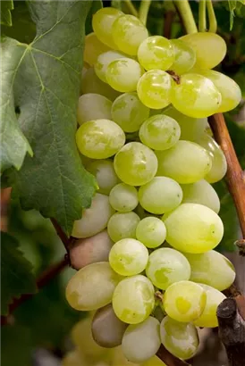 Weintraube - Vitis vinifera