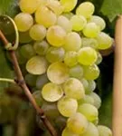 Weintraube - Vitis vinifera