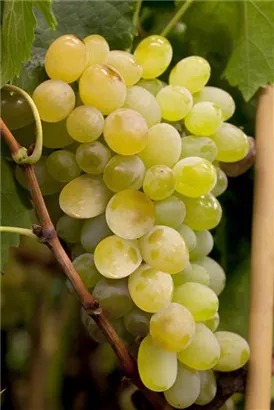 Weintraube - Vitis vinifera