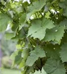 Weintraube - Vitis vinifera