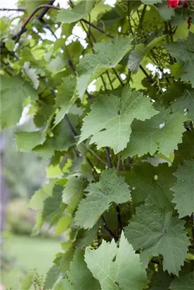Weintraube - Vitis vinifera