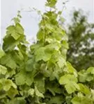Weintraube - Vitis vinifera