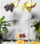 Weintraube - Vitis vinifera