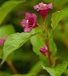 Weigelie 'Bristol Ruby' - Weigela 'Bristol Ruby' - Wildgehölze