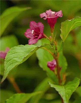Weigelie 'Bristol Ruby' - Weigela 'Bristol Ruby' - Wildgehölze