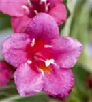 Weigelie 'Bristol Ruby' - Weigela 'Bristol Ruby' - Wildgehölze