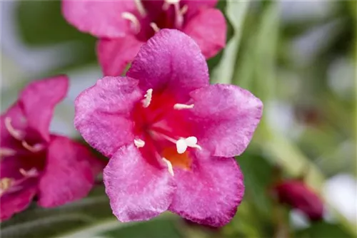 Weigelie 'Bristol Ruby' - Weigela 'Bristol Ruby' - Wildgehölze