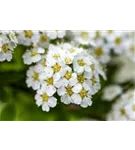 Zwergspiere - Spiraea decumbens