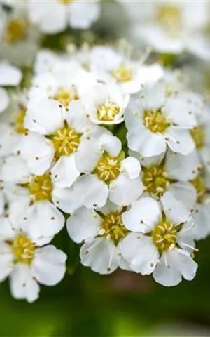 Spiraea decumbens
