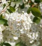 Prachtspiere - Spiraea vanhouttei - Ziergehölze