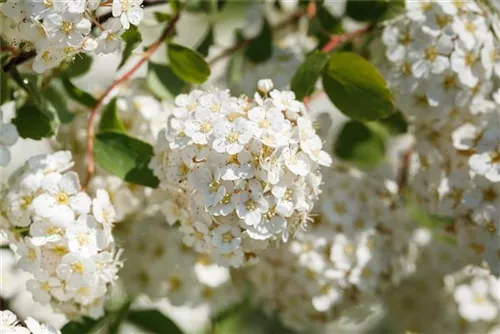 Prachtspiere - Spiraea vanhouttei - Ziergehölze