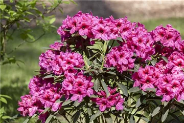 Der Rhododendron – der stilvolle Klassiker