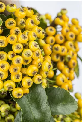 Feuerdorn 'Soleil d'Or' - Pyracantha 'Soleil d'Or'