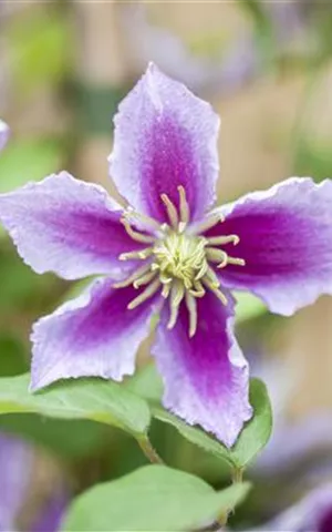 Clematis 'Piilu'